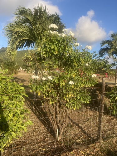 Foto de Véu de noiva