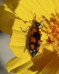 Eupompha elegans