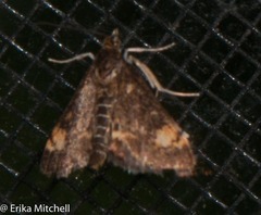 Pyrausta orphisalis