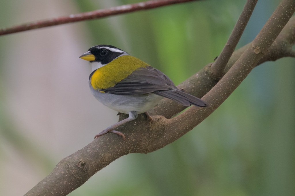 Yellow-mandibled Sparrow photo