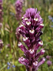 Castilleja densiflora gracilis