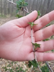 Ribes missouriense