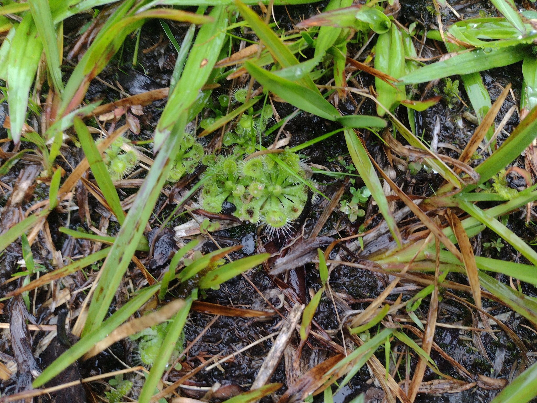 Drosera burmannii Vahl 2