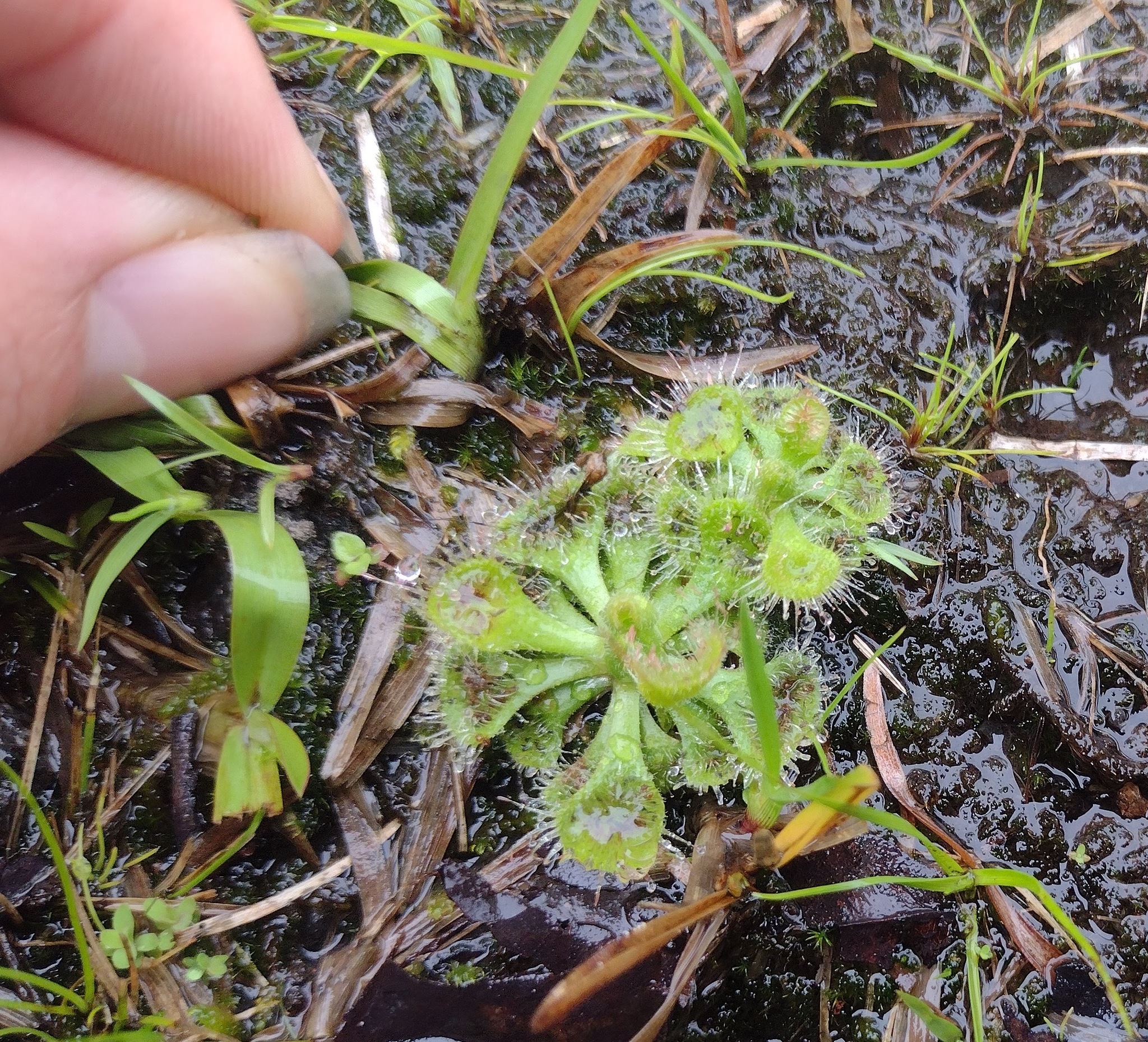 Drosera burmannii Vahl