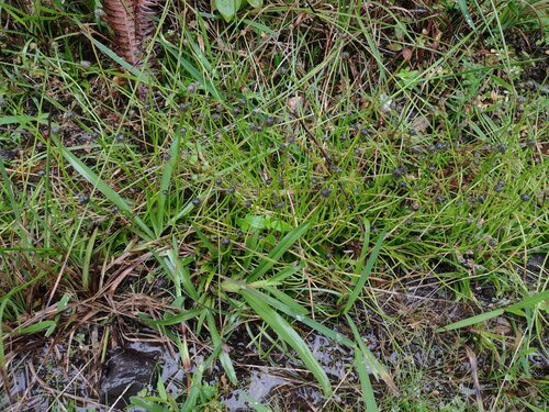 Eriocaulon scariosum observed 2024-01-06