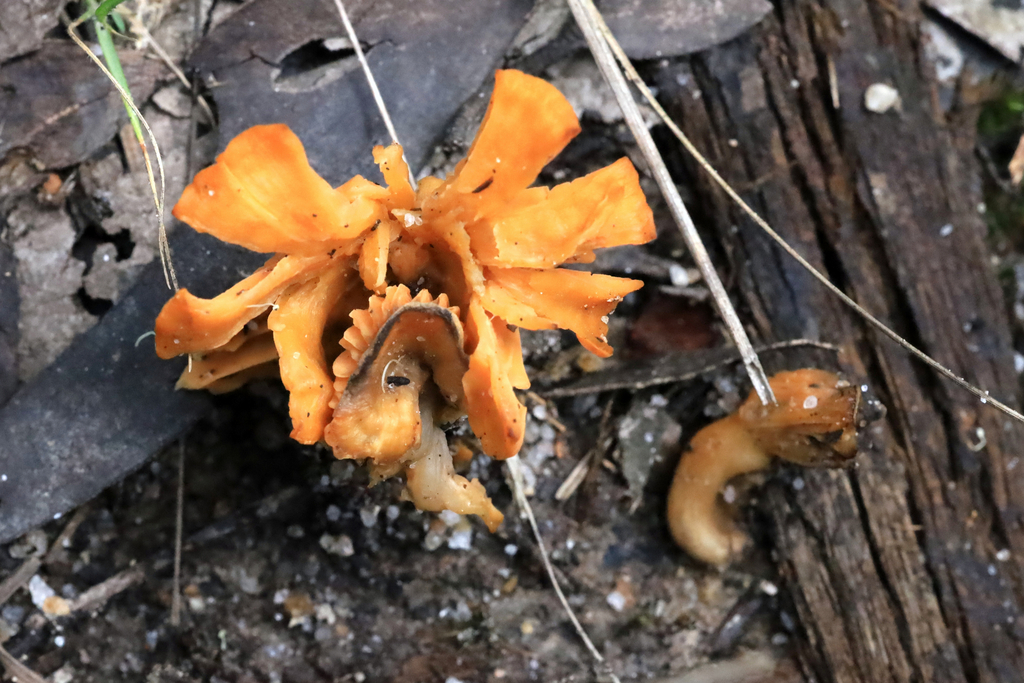 Australian chanterelle from Melbourne VIC, Australia on January 10