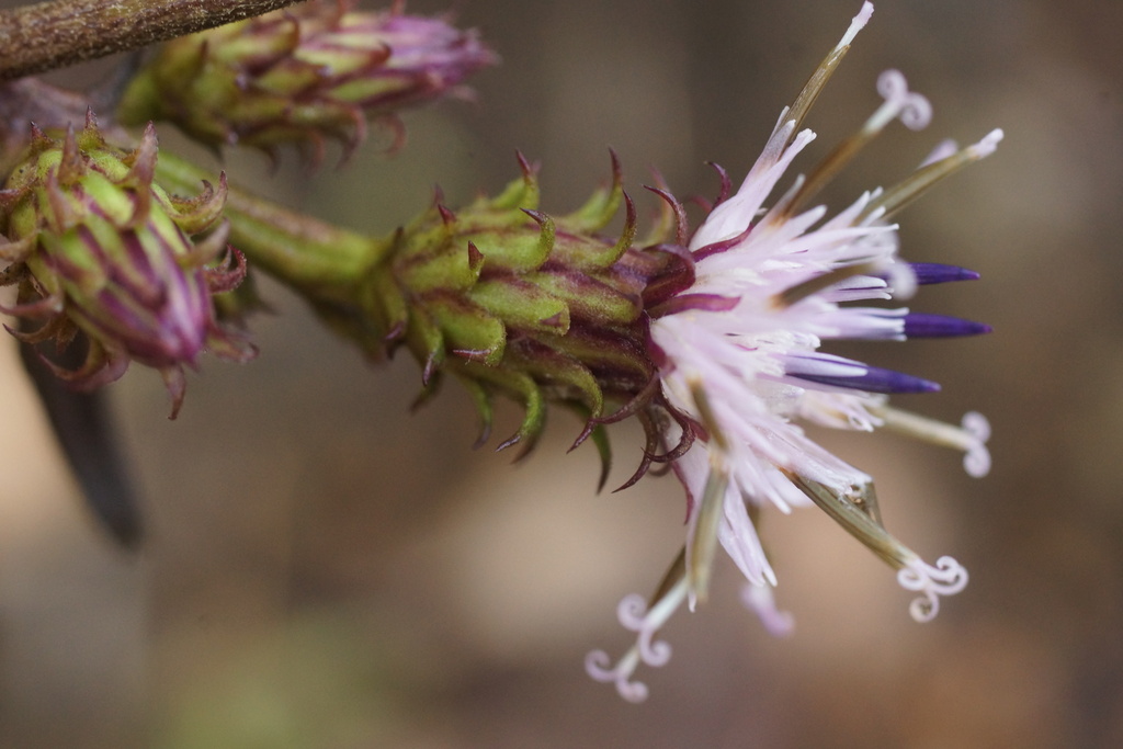 Saussurea savatieri
