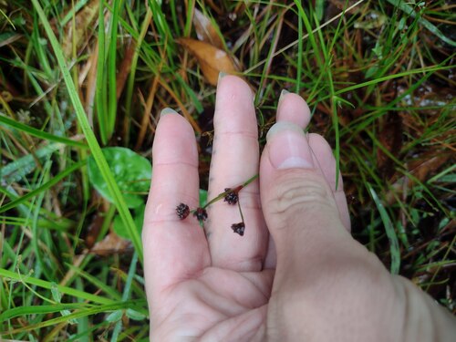 Juncus planifolius observed 2024-01-06