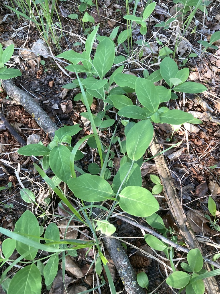 Glaucous Honeysuckle from Southwest Calgary, Calgary, AB, Canada on May ...