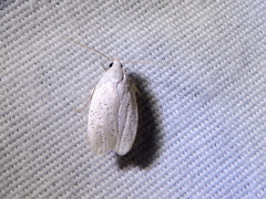 Durrantia piperatella