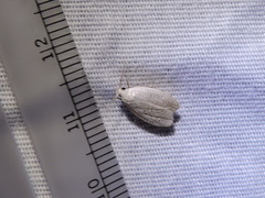 Durrantia piperatella