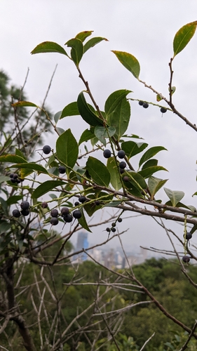 Image of Vaccinium bracteatum by (c) 許文俊, some rights reserved (CC BY-SA)