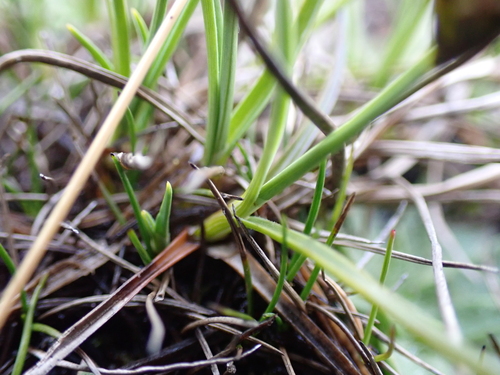 Image of Carex cephalotes by (c) Nina Kerr, some rights reserved (CC BY)