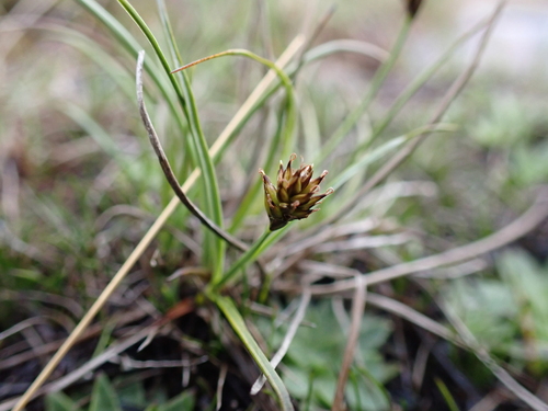 Image of Carex cephalotes by (c) Nina Kerr, some rights reserved (CC BY)