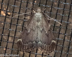 Hypsopygia intermedialis