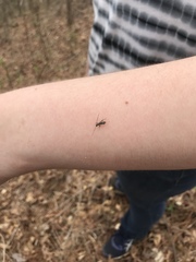 Molorchus bimaculatus