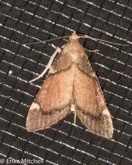 Hypsopygia thymetusalis