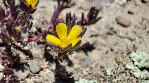 Image of Portulaca halimoides by (c) Thomaz Ricardo Favreto Sinani, some rights reserved (CC BY)