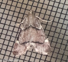 Hypsopygia thymetusalis