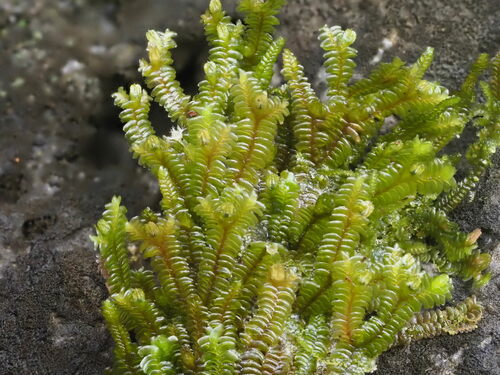 Spruceanthus polymorphus observed 2024-01-06