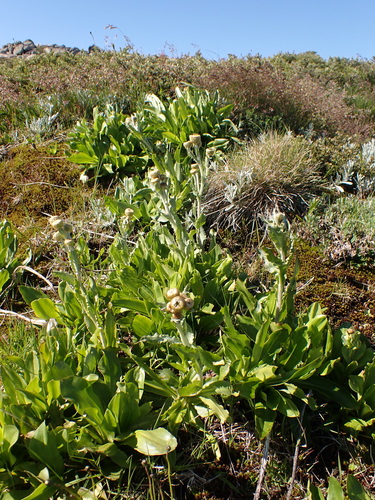 Image of Alpine Podolepis (Podolepis robusta) by (c) Nina Kerr, some rights reserved (CC BY)
