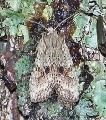 Lithophane patefacta