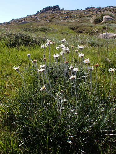 Image of Celmisia costiniana by (c) Nina Kerr, some rights reserved (CC BY)