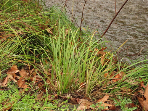 Santa Barbara Sedge foliage