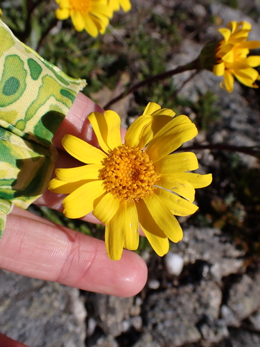 Image of Scapisenecio pectinatus by (c) Nina Kerr, some rights reserved (CC BY)