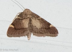 Hypsopygia thymetusalis