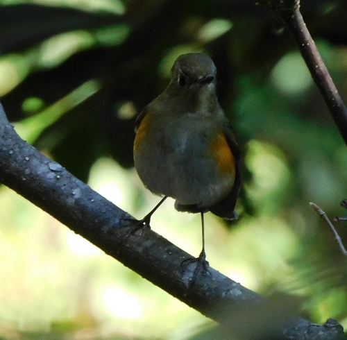 Himalayan Bluetail (Tarsiger rufilatus), photo 4