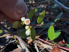 Vaccinium crassifolium