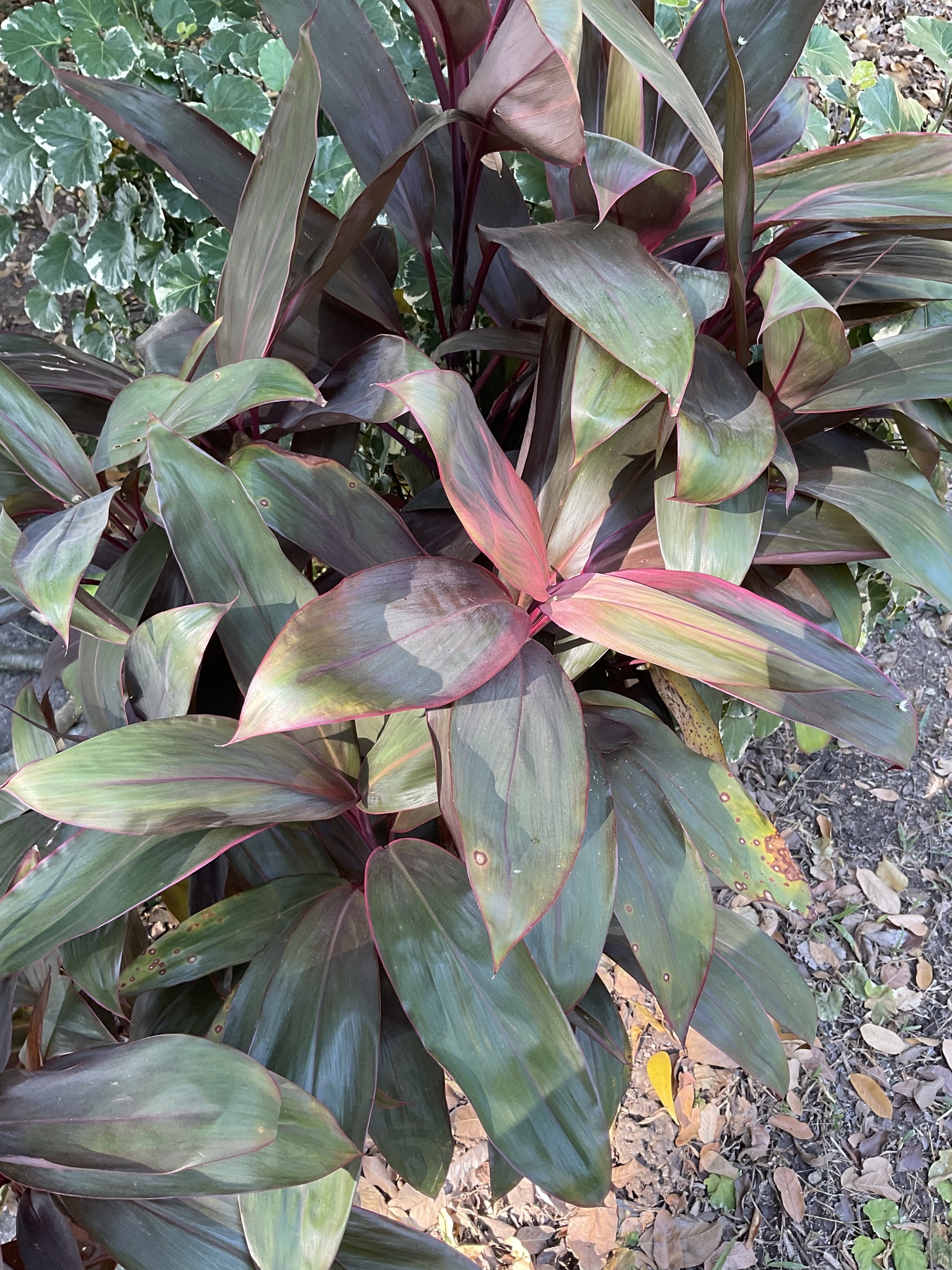 Imagem de Dracena