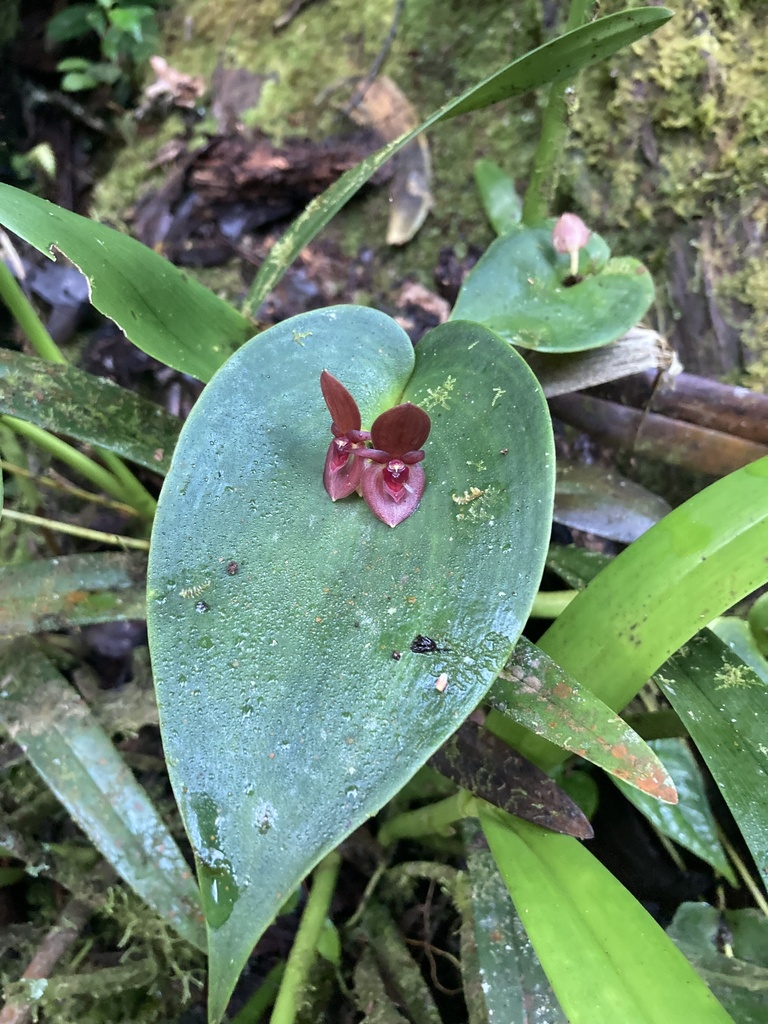 Pleurothallis callosa