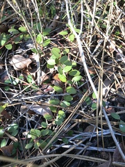 Vaccinium crassifolium