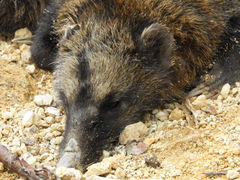 Nasua olivacea