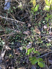 Vaccinium crassifolium