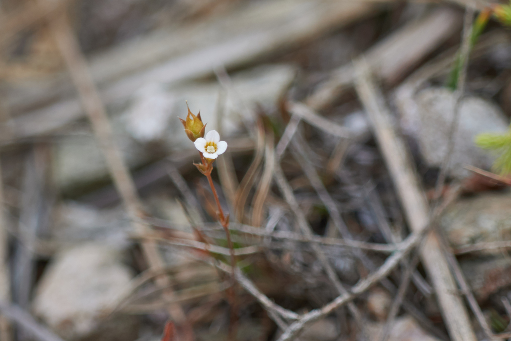 Pygmy Bishop S Hat In January 2024 By Tkp123 INaturalist   Large 