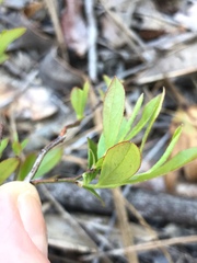 Vaccinium tenellum