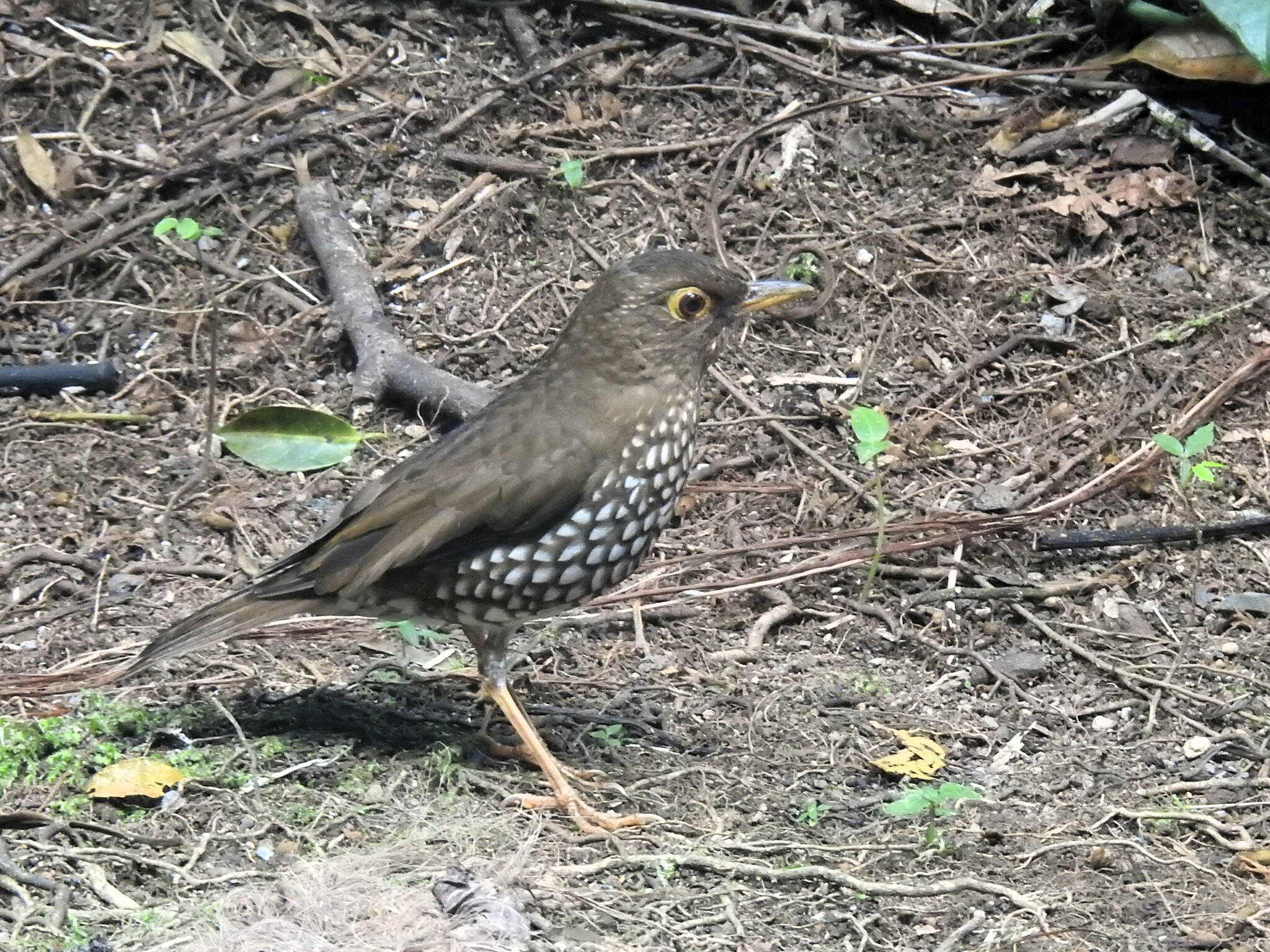 Forest Thrush (Turdus lherminieri), photo 10
