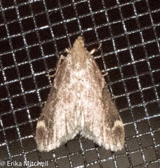 Hypsopygia intermedialis