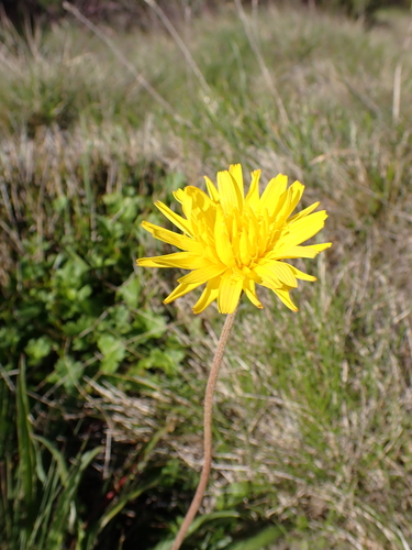 Image of Microseris lanceolata by (c) Nina Kerr, some rights reserved (CC BY)