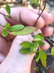 Vaccinium tenellum