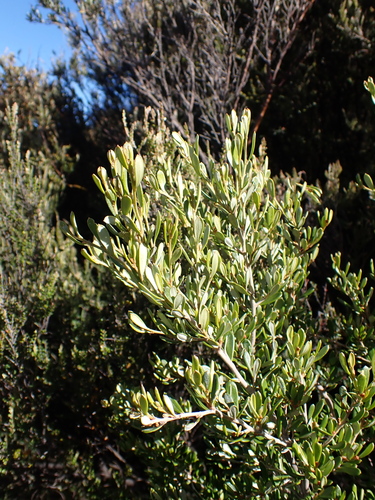 Image of Grevillea australis by (c) Nina Kerr, some rights reserved (CC BY)