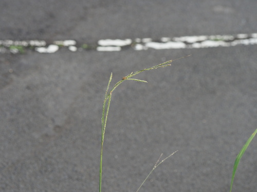Paspalum urvillei observed 2024-01-06