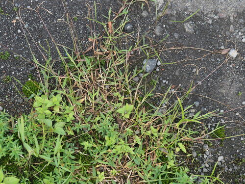 creeping kukaepua`a (Digitaria fuscescens)