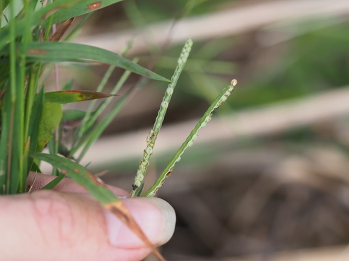 Paspalum scrobiculatum observed 2024-01-06