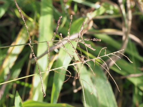 Image of Paspalum paniculatum by (c) Kevin Faccenda, some rights reserved (CC BY)