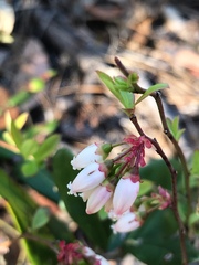 Vaccinium tenellum
