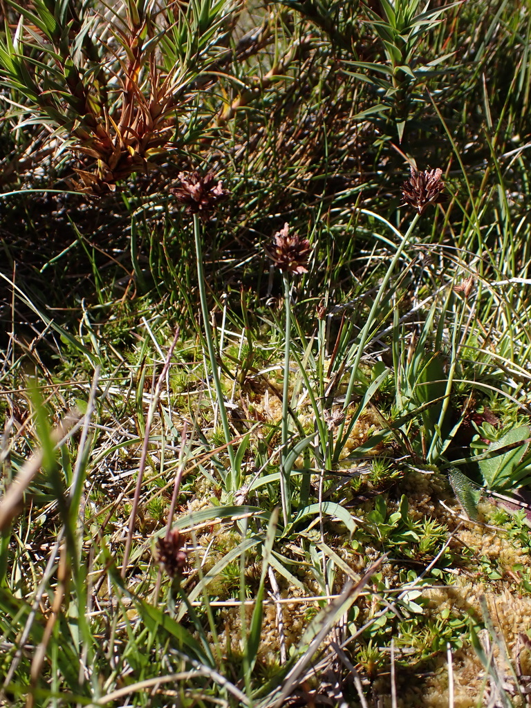 Falcate rush (Juncus falcatus)